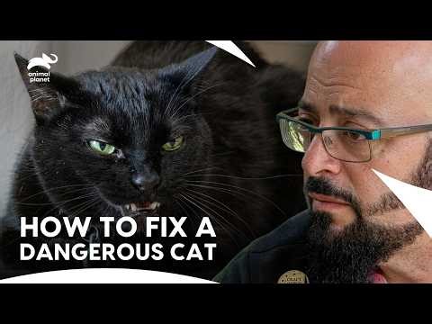 The Heartbreaking Reason This Cat Pees On Its Owner | My Cat From Hell S5 E5