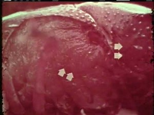 Life Story of the Crayfish (1963)