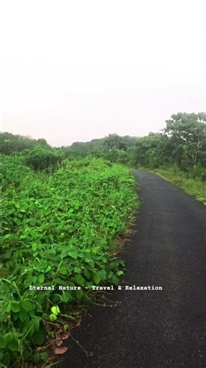 A Peaceful Walk Through Beautiful Nature 🍃🌧️ #Shorts