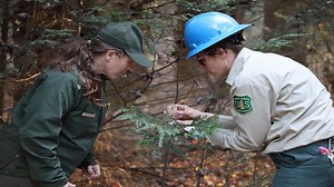 Eastern Hemlock - Flight 93 National Memorial (U.S. National Park Service)