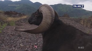 730K views · 11K reactions | Kekuatan domba garut #SiOtan | TRANS7 | Facebook