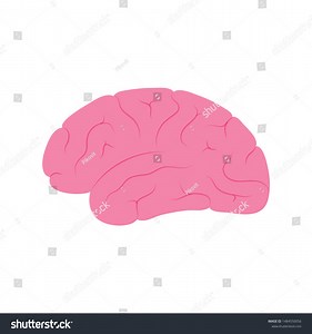 Vector Isolated Illustration Human Brain Anatomy Stock Vector (Royalty Free) 1484550056 | Shutterstock