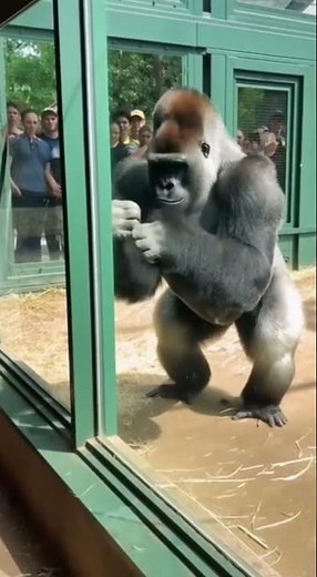 Eye to Eye With a Giant | Intense Silverback Gorilla Encounter #amazinganimals #gorilla #zoo #funny