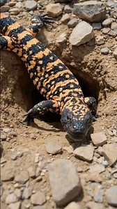Micro Back-Mounted Camera POV: Gila Monster Underground Hunt Documentary