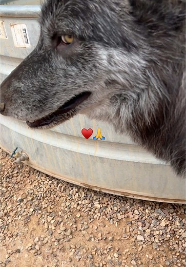 KeeperOfTheWolves on TikTok