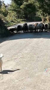 3.5M views · 157K reactions | LA MAGIA DEL SUR Topográfo realizaba trabajos en zona rural de Valdivia, cuando se encontró con un pequeño perrito ovejero, que le pidió "Permiso" para pasar con sus Ovejas. #LaMagiadelSur #Viral #Topografo #TikTok #ÑubleNoticiasPrime #mtslillo | Ñuble Noticias Prime | Facebook