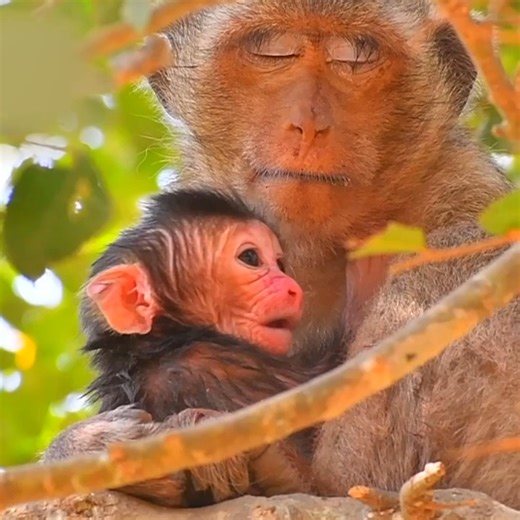 1.4K views · 48 reactions | Tiny young mom monkey trying her best to nurse newborn macaque | Monkey BC | Facebook