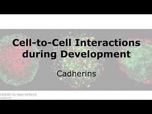 Cell-to-Cell Interactions during Development: Cadherins