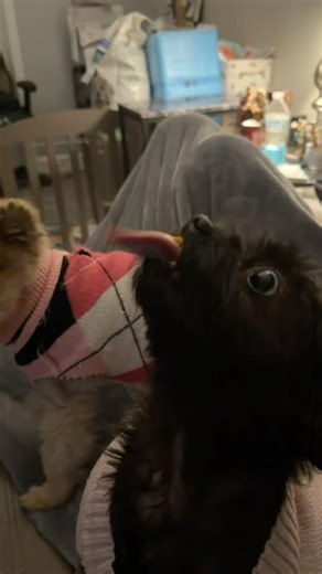 My little chunky princess loves her peanut butter 🥜🥰#peanutbutter #dog #shine