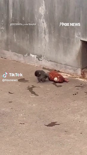 'PLUSH' LIFE: A baby macaque named Punch melted hearts at a Japanese zoo by clinging to a stuffed orangutan as keepers hand-raised him. Punch is now living with a troop of macaques and slowly learning how to make friends — with his plush toy still at his side.