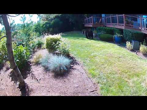 Sammamish Large Black Bear at 3:04 pm on 8/31/2026