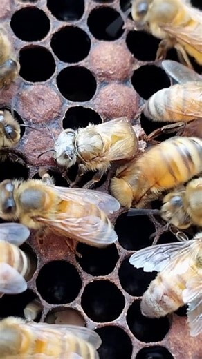 Have you ever seen a bee being born? If not, then 👀 Watch a new bee emerge from its cell— its first breath, its first step, and the beginning of a new journey filled with hard work. 💛 This life is short, but precious to the world. 🍯 #savethebees #newborn #adultbee #beelife #NatureLovers #bees #honeybee #beekeeping #beehive #lifeinnature | Shehzaad Ali