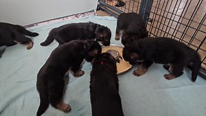 Bailey german shepherd puppies at 3 weeks eating breakfast | Vintar German Shepherd