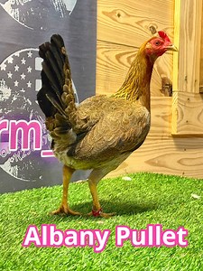 Albany pullet | Boneyard farm