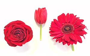 Exploring the Chemistry of Red Flower Pigments | Science Project