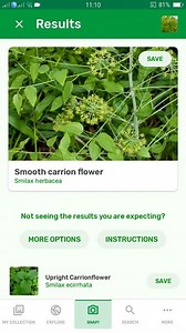 PlantSnap.com identifies Smooth carrion flower (Smilax herbacea), a plant in the catbriar family. It is native to eastern Canada and the eastern United States. | PlantSnap | Facebook