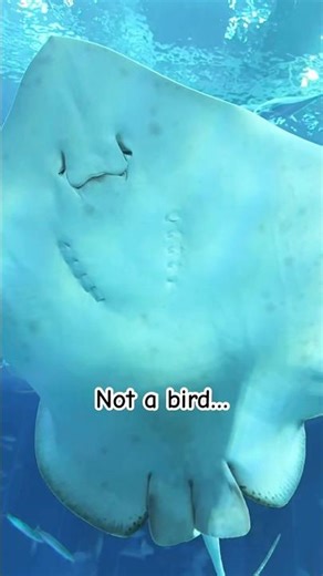 Manta Ray Flying Underwater? Wait till You See This