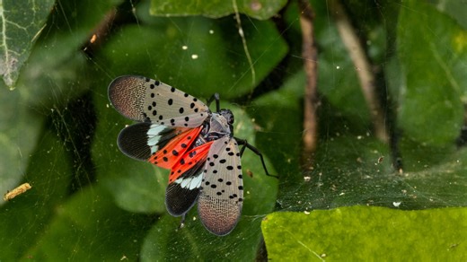 Spotted lanternfly confirmed in 8 new Kentucky counties. About invasive insect