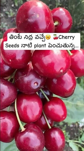 Growing Cherry🍒Plant from Seeds #gardeningtips#growingplants#ytshorts