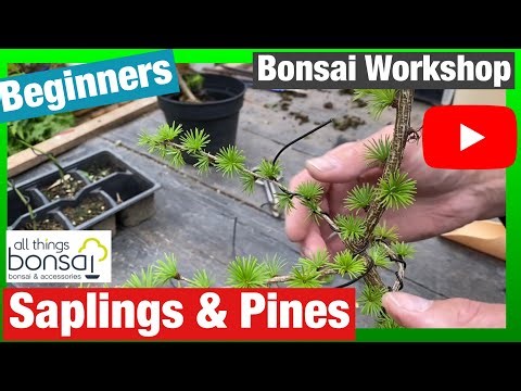 Bonsai Workshop: Saplings & Pines For Beginners