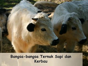 Bangsa-bangsa Ternak Sapi dan Kerbau - SlideServe