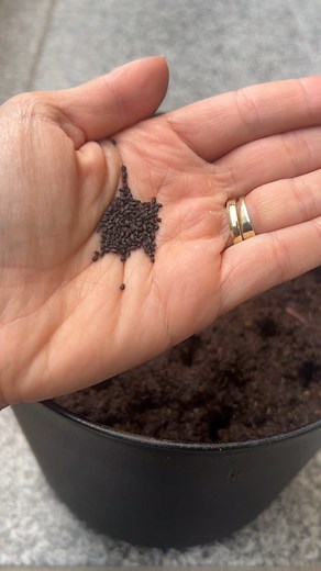 43K views · 212 reactions | How To Grow Basil Indoors In Container | Gardening Secrets | Facebook