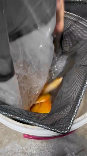 Ultimate Guide to Discus Fish Beauty in the Universe 🌈🌍