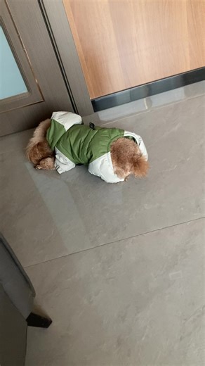 T.Bier 🍺 (@bibibisn)’s videos with Happy Dog. - Líricus Instrumental