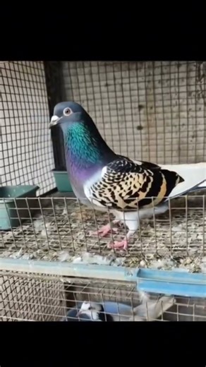 Leapard 🐆 racer Pigeon 😱#pigeon#kabutar #birds #viral #viralvideo #viralshorts #feedshorts