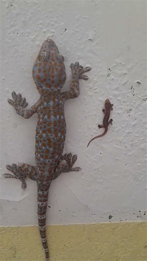gecko lizard #tacke 🐊🐊