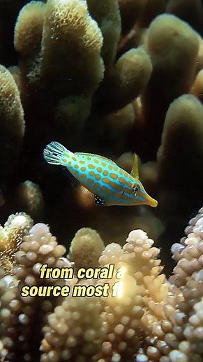Longnose Filefish: The Coral Reef’s Picky Eater