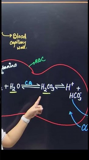 Chloride shift / Hamburger phenomenon #neet2024