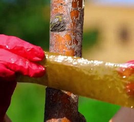 Anti pests tricks to protect your home & garden!