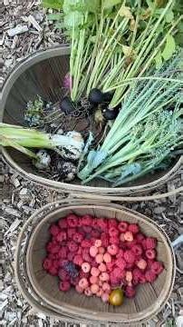 Garden Radish Taste Test #growyourownfood #harvest #garden #gardening #backyardgarden #maryland