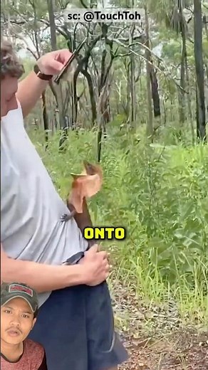 life of flying dragon lizard 😱‼️