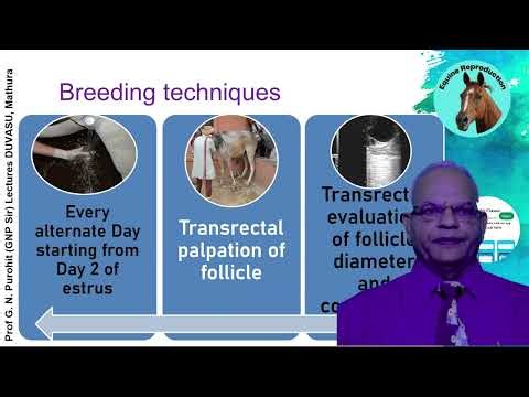Peculiarities of Equine Reproduction: Key Insights by GNP Sir