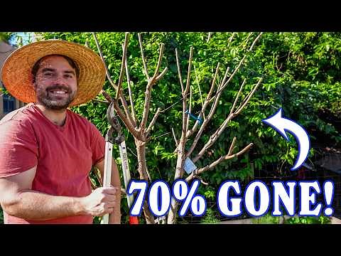Pruning All OF Fruit Trees For Easier Harvest and BETTER Flavor!