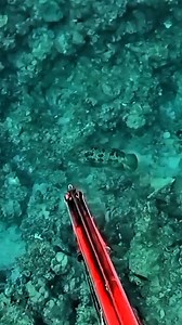 5FT. BIG MARBLE GROUPER | Ferrolino Melio