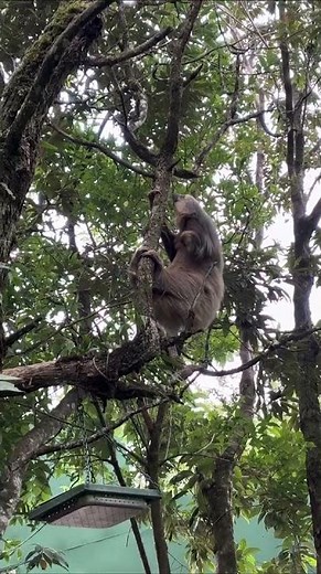 Sloth Climbing, Monteverde, Destination Services Costa Rica from Brendan R. 🦥
