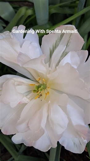 Spring Perennial Flowers | Tips On Growing Tulips | Gardening With Spenta Armaiti | Perennial Garden