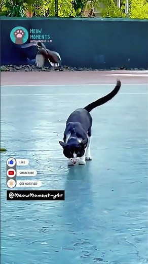 🐱 Lustige Katzen Fail Compilation | Süße Katzen | Versuch nicht zu lachen! #shorts 🐈【37】