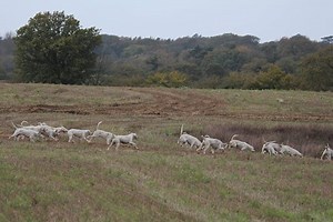 588 reactions · 365 shares | Fox Hunting in Great Britain, 2014. Video credit: Lucy Feltham | Keep Hunting | Facebook