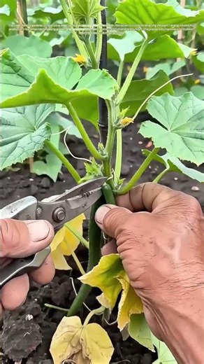 Trimming Cucumber Vines: How Pruning Boosts Harvest Size