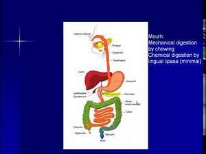 6 4a Lipids DigestionAbsorption Animation 1