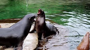 Water Fight Videos: Download 13,162+ Free 4K & HD Stock Footage Clips - Pixabay