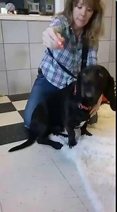 19K views · 654 reactions | Lee Long Ears the BASSADOR (Basset Hound/Labrador Retriever) is absolutely adorable! Watch till the end for the best belly rub ever :) | Unleashed Pet Rescue and Adoption | Facebook