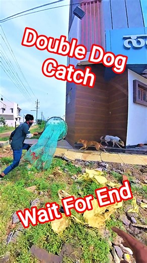 Double Street Dog Catching #dog #double #dogwithpublicsafety #catch #pets