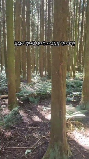 유모차, 휠체어도 갈 수 있는 제주 사려니숲길 무장애 코스! #제주도 #사려니숲길 #무장애나눔길 #제주도가족여행 #제주도가볼만한곳 #휠체어여행 #제주핫플 #제주여행코스