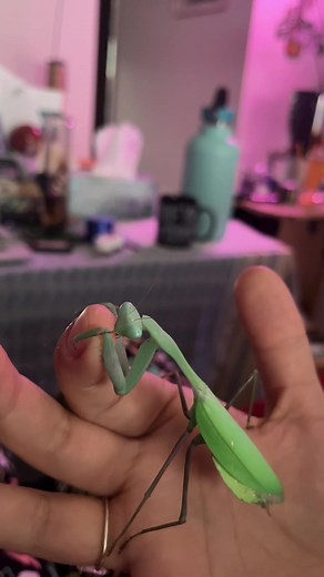 Giant Asian Praying Mantis Eating Chick - Watch My Pet's Feisty Feast