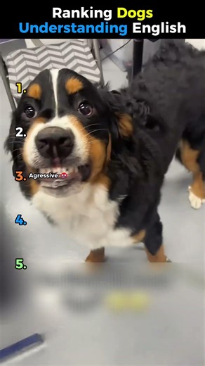 Top 5 Dogs That Understand TOO MUCH 😳🐶
